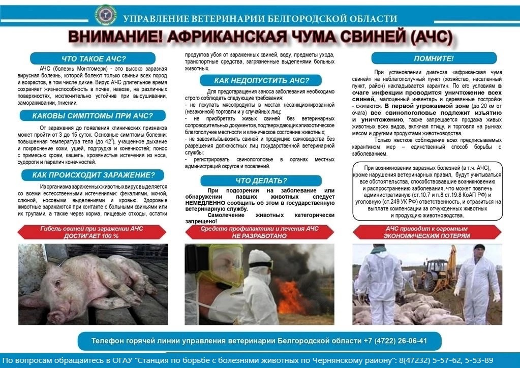 Внимание! Африканская чумы свиней (АЧС).
